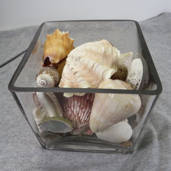 REAL Sea Shells & thick glass square vase 5" tall & wide OVER 4 POUNDS - Picture 1 of 16